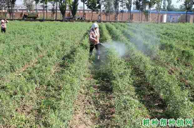 枸杞采用叶面追肥有哪些优点？